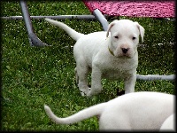 Niños De Los Angeles Blancos - Dogo Argentino - Portée née le 14/09/2013