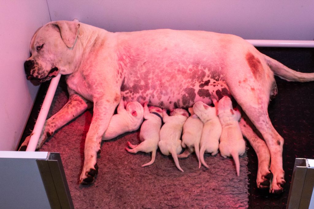 Niños De Los Angeles Blancos - Dogo Argentino - Portée née le 19/09/2020