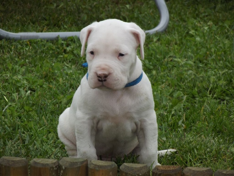 Niños De Los Angeles Blancos - Dogo Argentino - Portée née le 14/09/2013